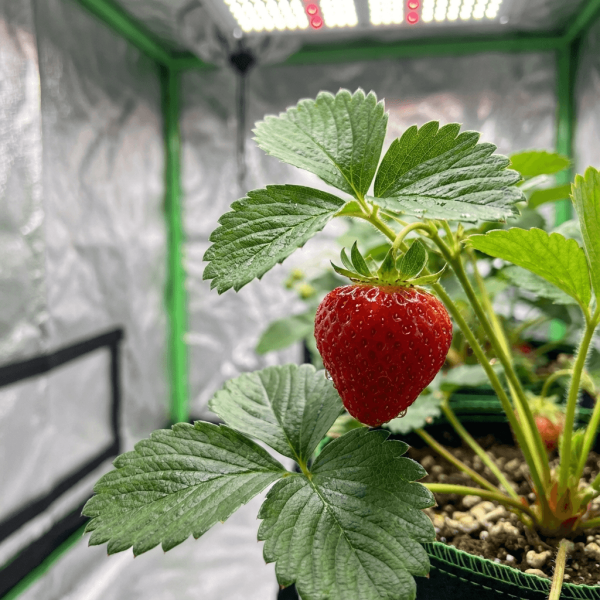 100x100x200 Advanced Nutrients Hazır Kabin Set